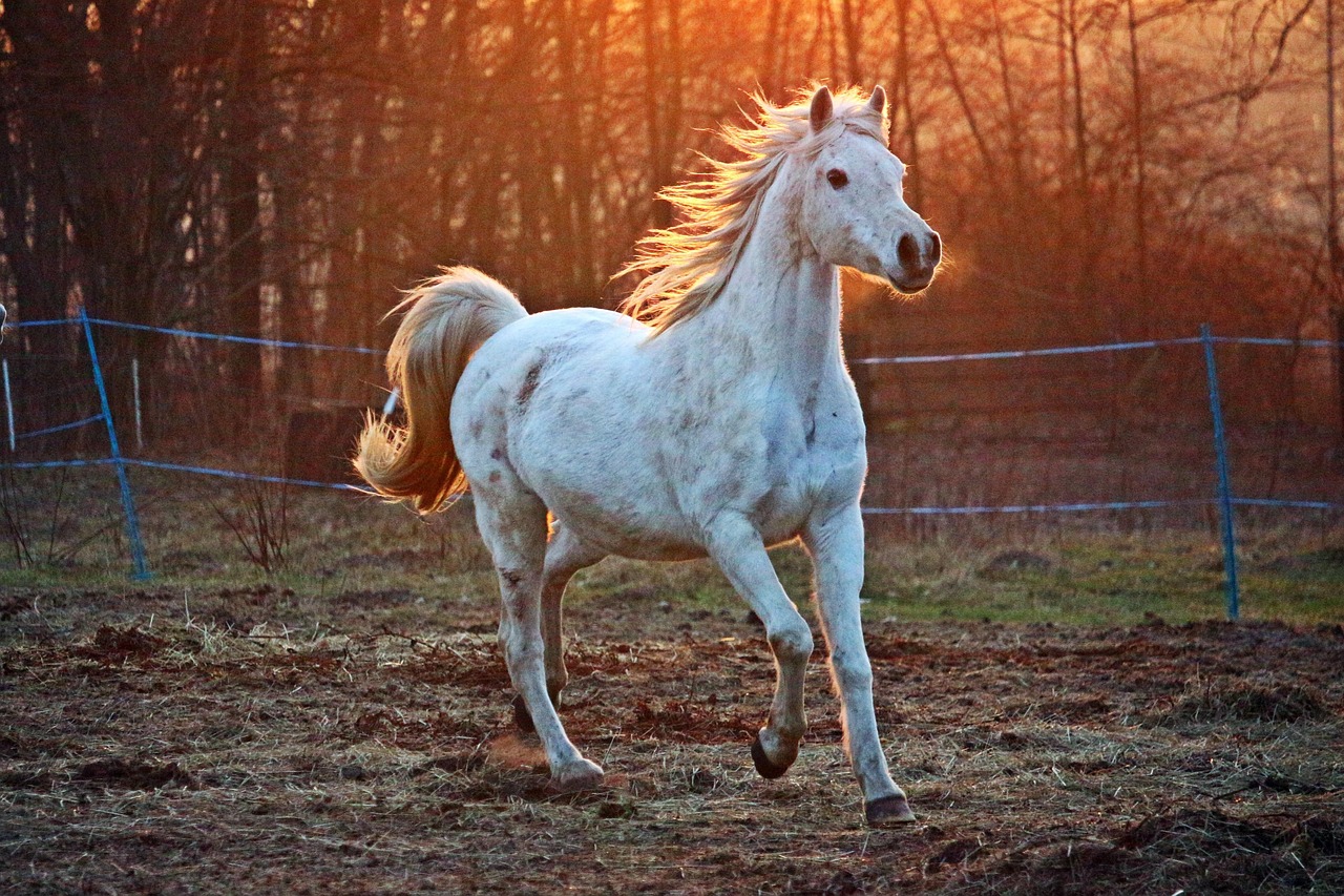 horse-2063672_1280
