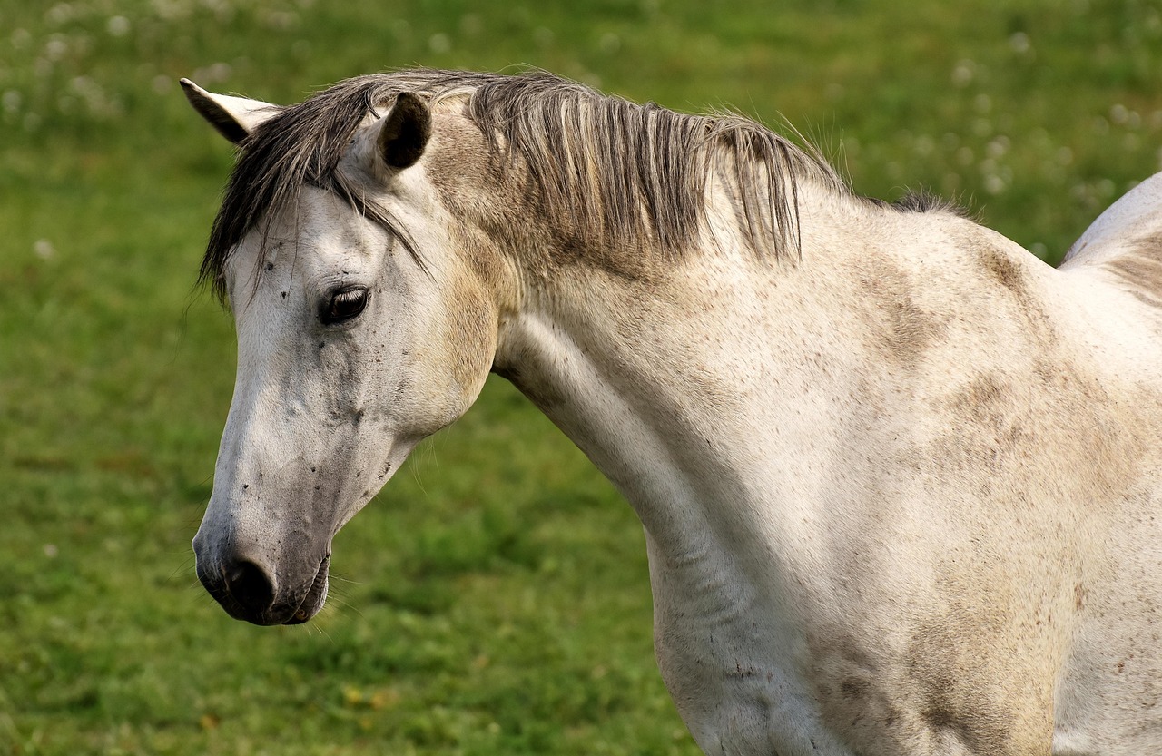 horse-2719716_1280