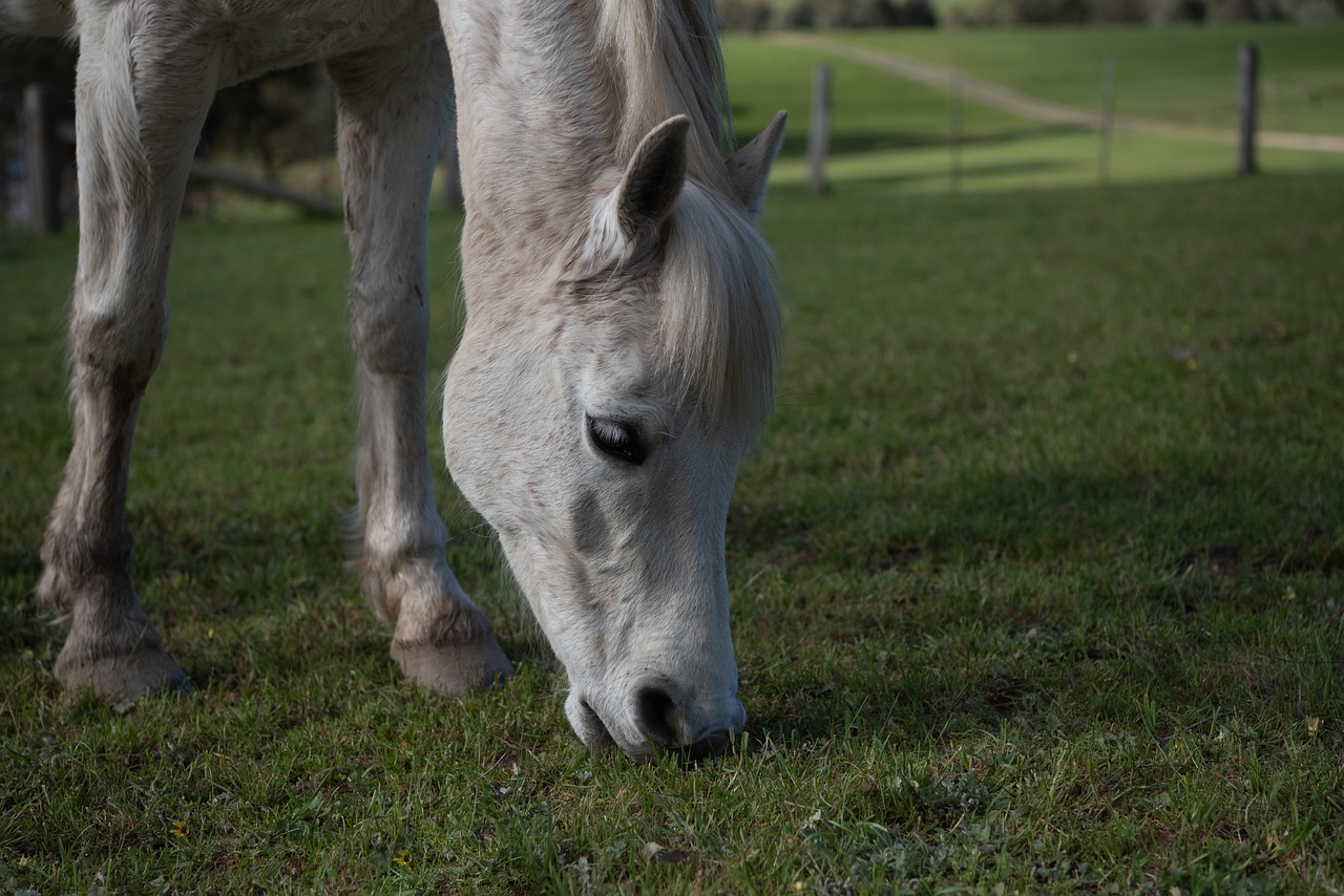 horse-4512673_1280