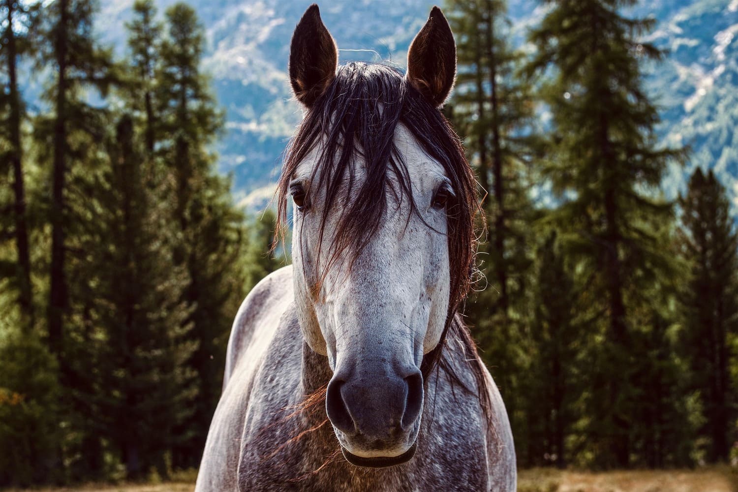 horse-5836459_1920 (1) (1)