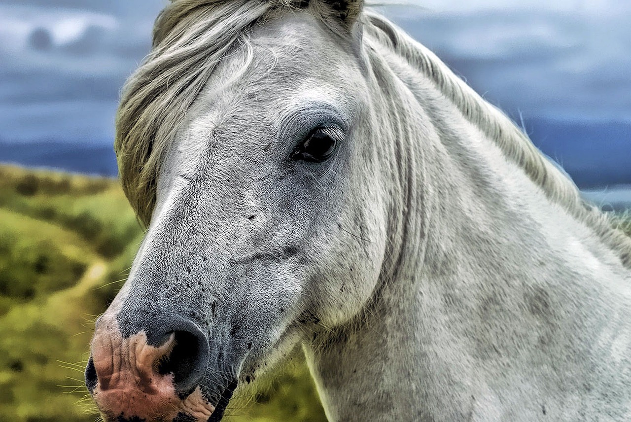 horse-58375_1280 (1)