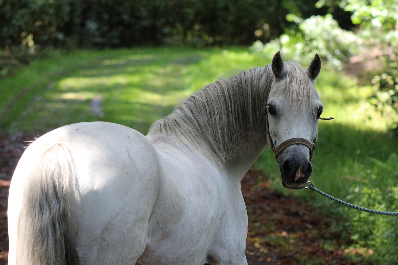 pony-2578108_1280
