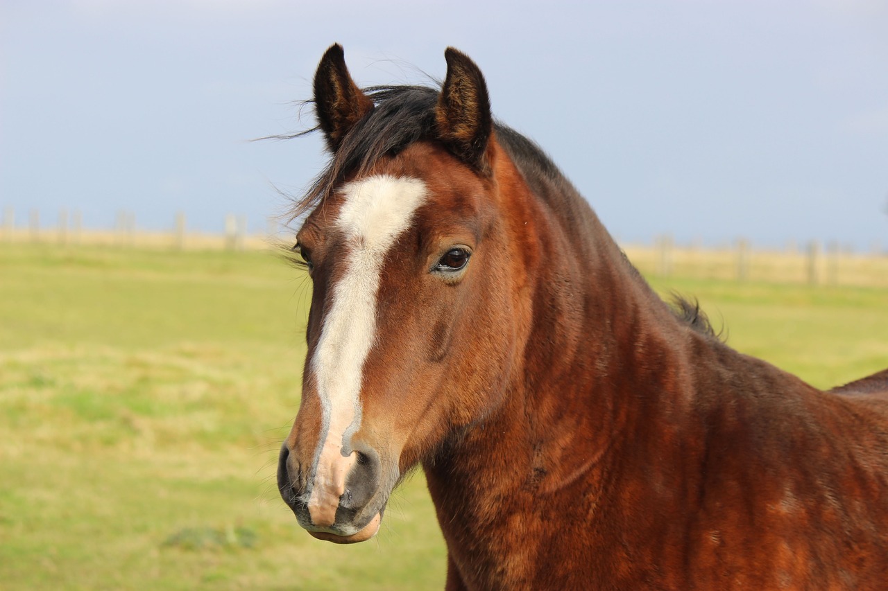 horse-4530644_1280