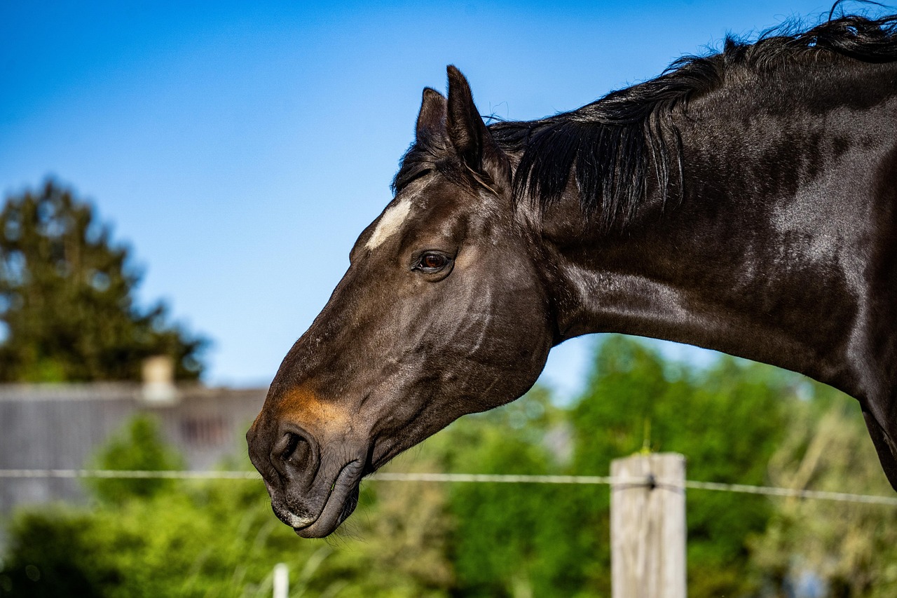 horse-8472924_1280