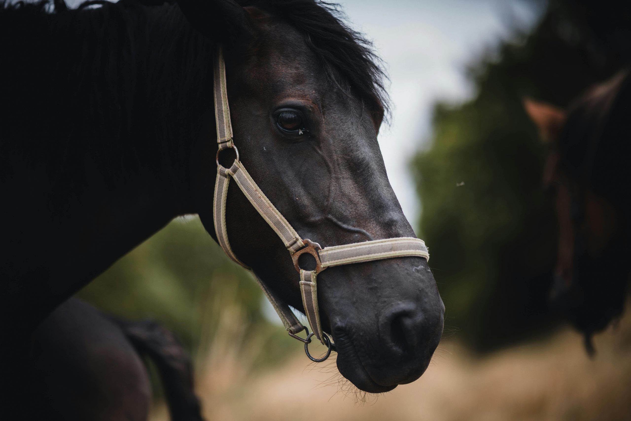 pexels-julius-weidenauer-296473414-17725967