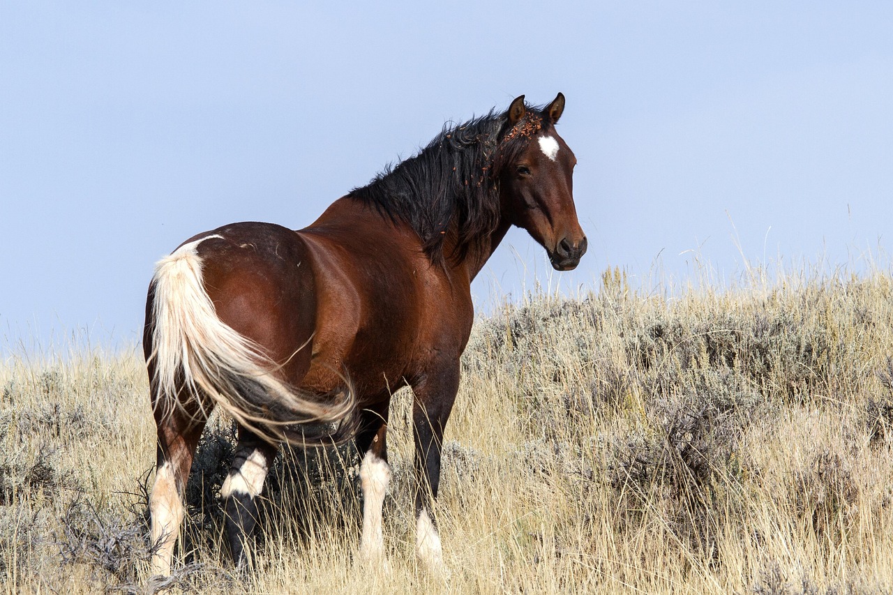 wild-horses-1760581_1280